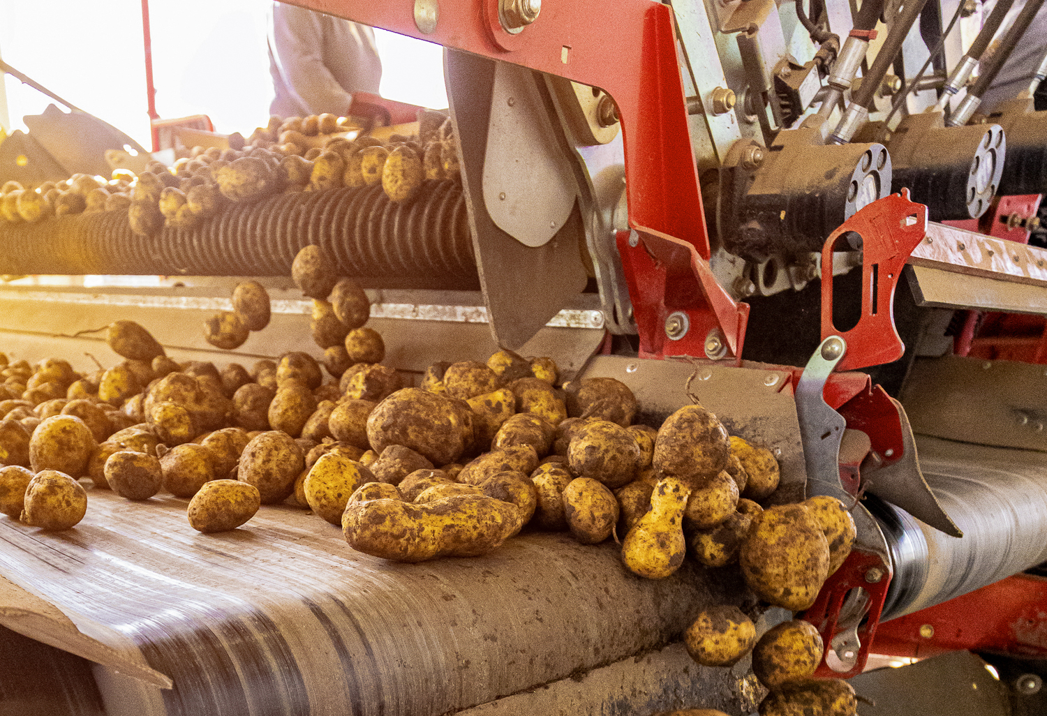 Distribution Factory Buya Bamba Limited