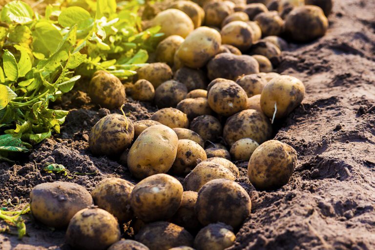 Buya Bamba Limited Potatoes & Onions Proudly Zambian